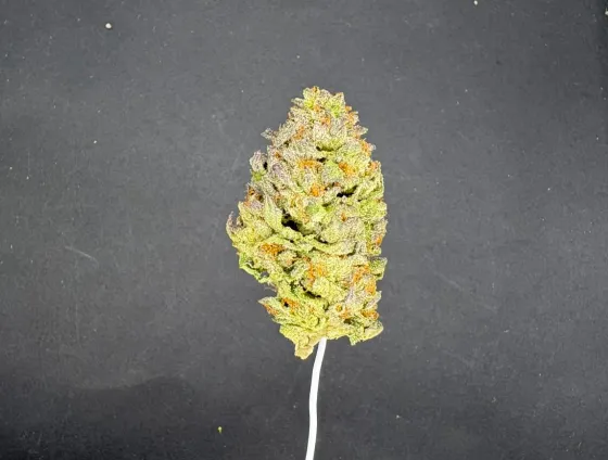 Gelato 33 light assist THCA flower bud