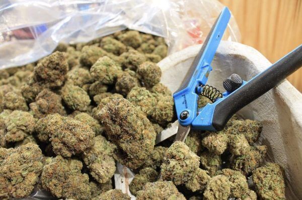 Stone Paradise OG