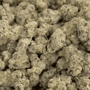 Gas Face Exotic THCA Flower