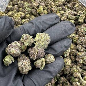 Jet Fuel Runts Smalls Zaza THCA Flower