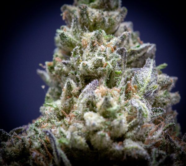 Wholesale Jungle Sherb Light Assist THCA Flower