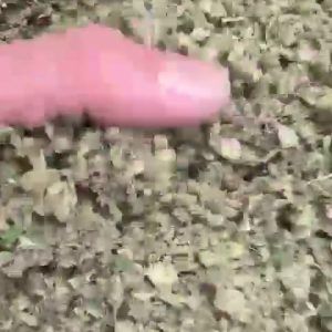 Kill Bill Light Assist THCA Trim