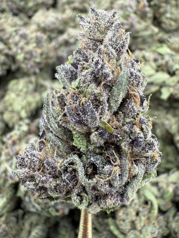 Sundae Driver THCP hemp flower buds for bulk wholesale, close-up