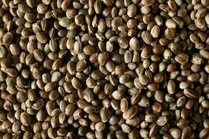 Las Vegas, Nevada Seeds