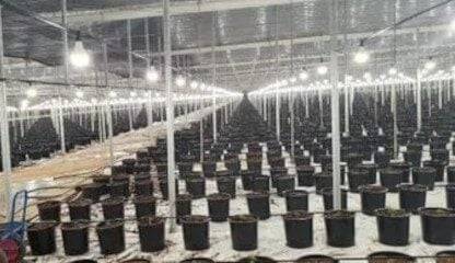 Bulk CBD Distributors in Barcelona, Spain, Europe