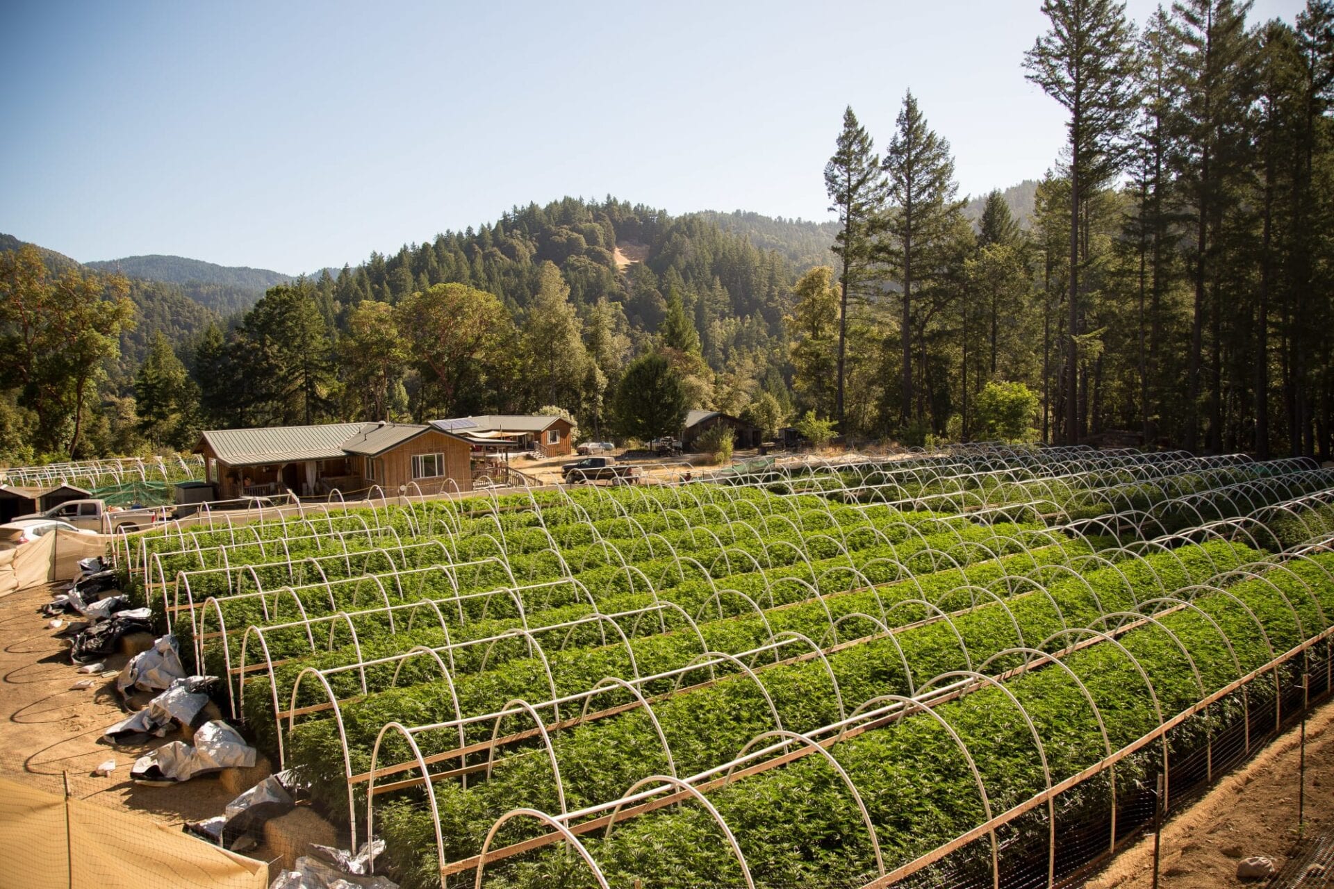 hemp farming
