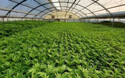 Bulk CBD Distributors: Contributing to Colorado’s Agricultural Innovation