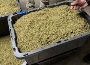 Jacksonville, Oregon Bulk Hemp Biomass