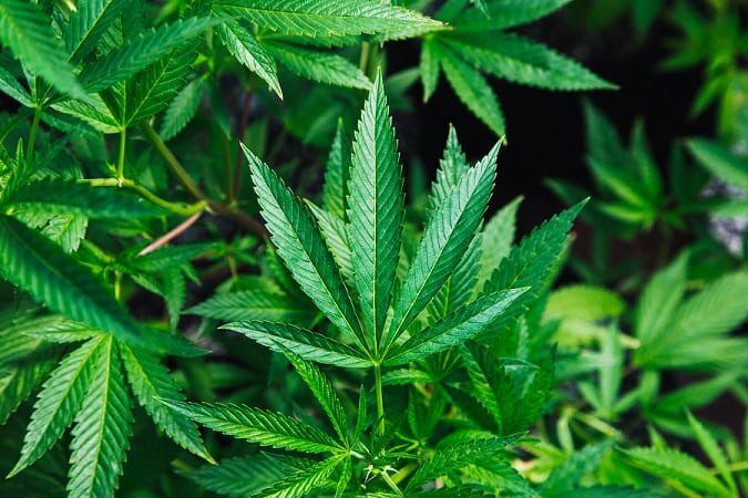Hemp Flower
