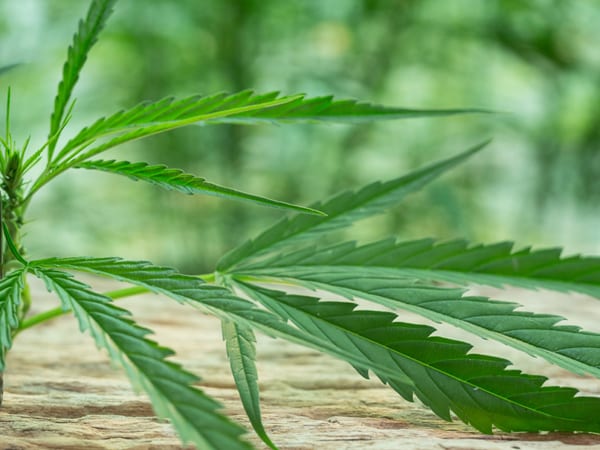 Jacksonville, Oregon Bulk Cbc Products