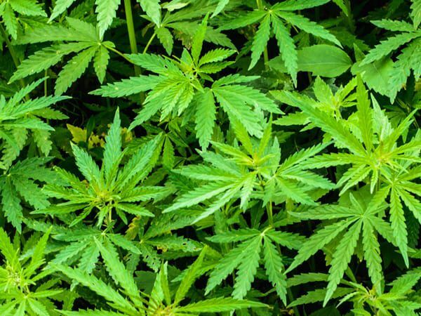 Jacksonville, Oregon Bulk Cbd Products