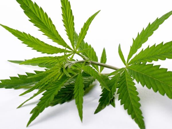 Jacksonville, Oregon Bulk Cbg Products