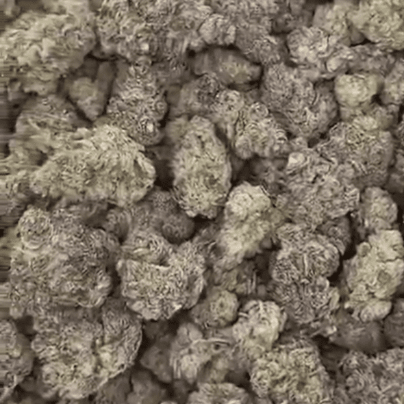 White Apple Tart Exotic Thca Flower White Apple Tart Exotic Thca Flower