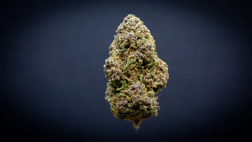 Banana Daddy Light Assist Thca Flower Banana Daddy Light Assist Thca Flower