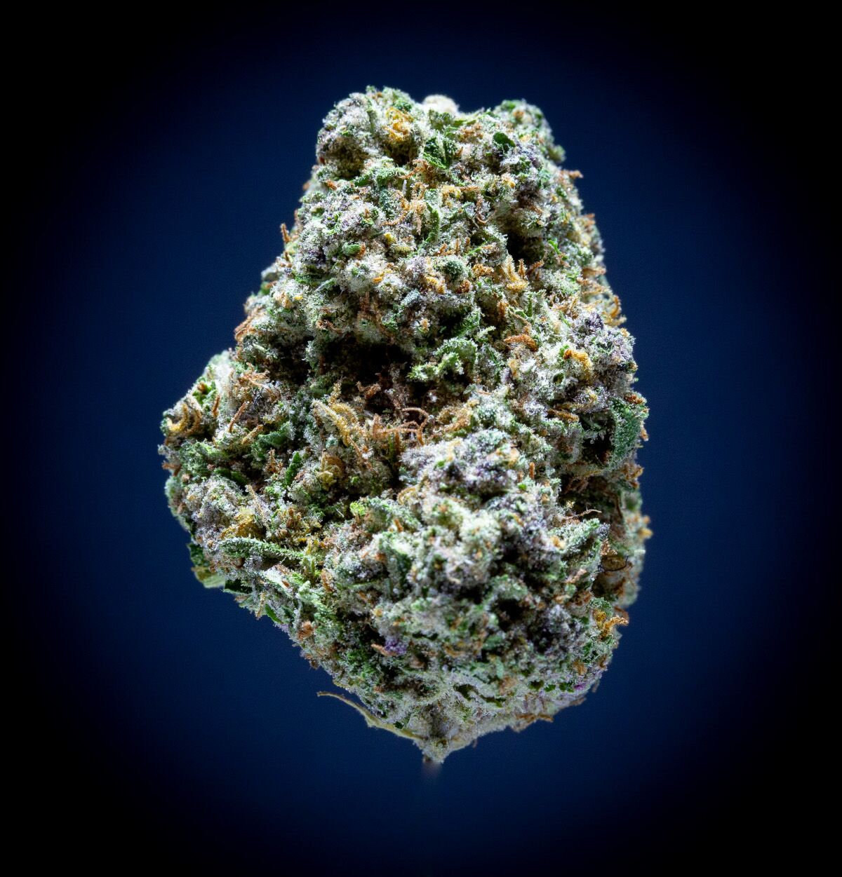 Blueberry Muffin Light Assist Thca Flower Blueberry Muffin Light Assist Thca Flower