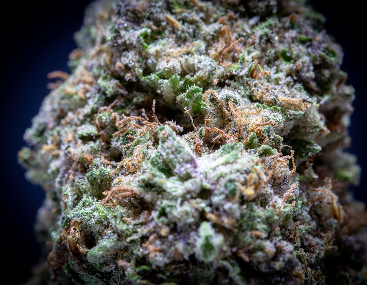 Blueberry Muffin Light Assist Thca Flower Wholesale Blueberry Muffin Light Assist Thca Flower