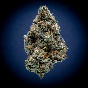 Magic Night Light Assist THCA Flower
