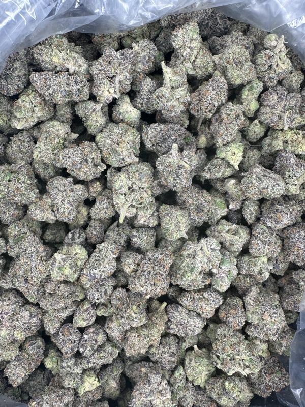 Bulk Gunbama Light Dep THCA Flower