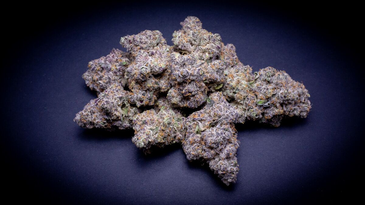 Laser Fuel Exotic Thca Flower Bulk Laser Fuel Exotic Thca Flower