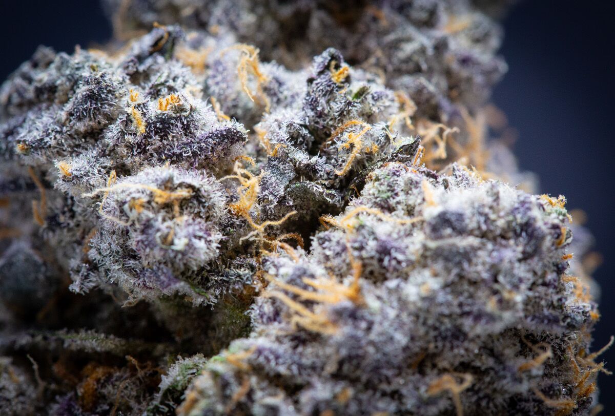Laser Fuel Exotic Thca Flower Wholesale Laser Fuel Exotic Thca Flower