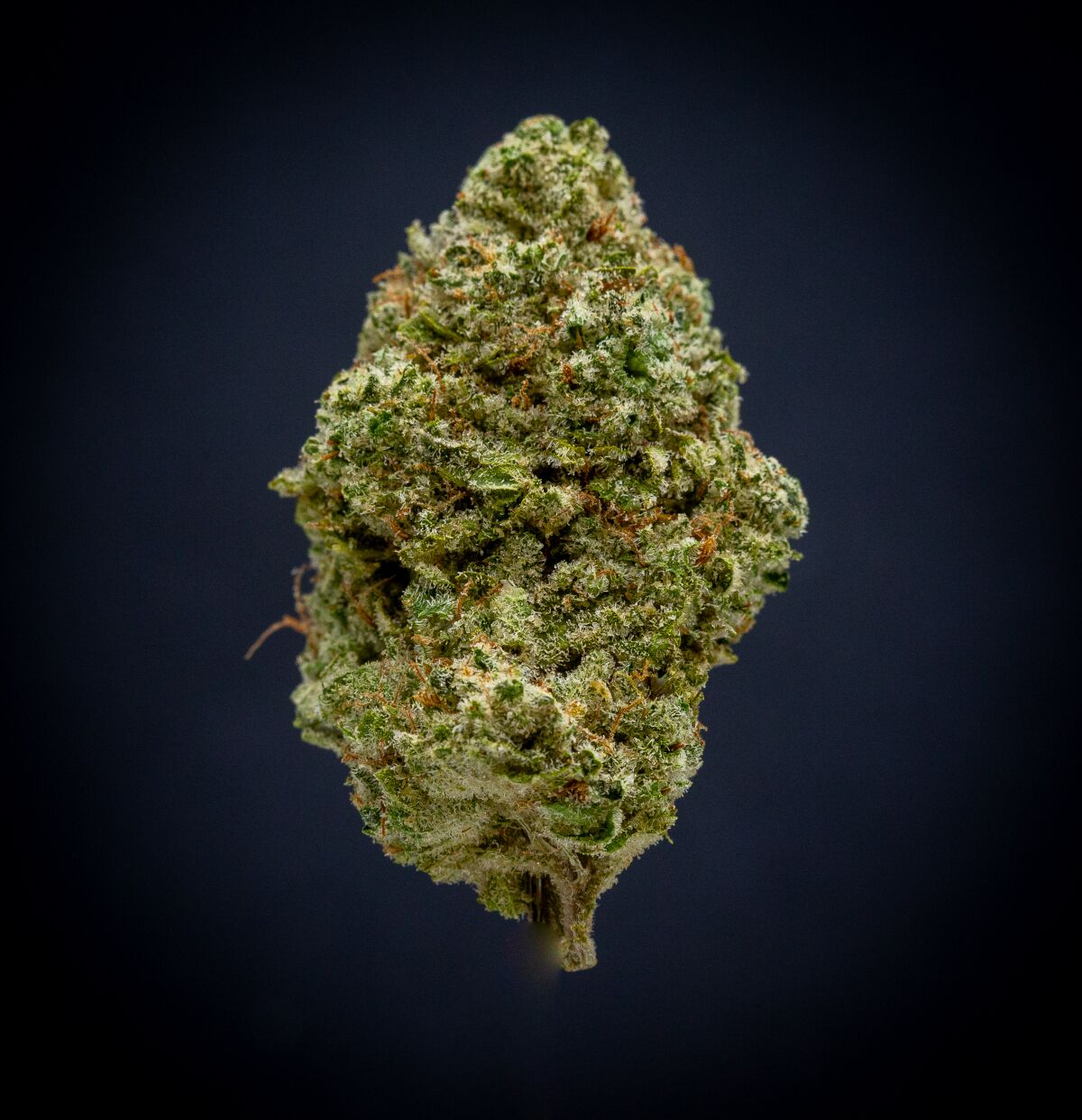 Gorilla Glue #4 Exotic Thca Flower Gorilla Glue #4 Exotic Thca Flower