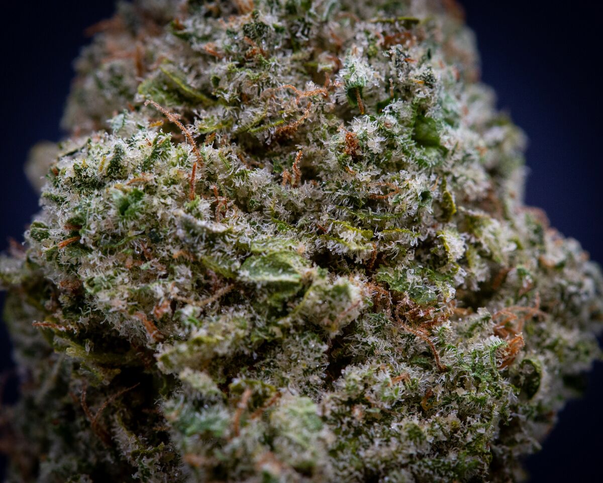 Gorilla Glue #4 Exotic Thca Flower Wholesale Gorilla Glue #4 Exotic Thca Flower