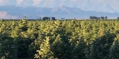 Cannabinoids - Denver, Colorado