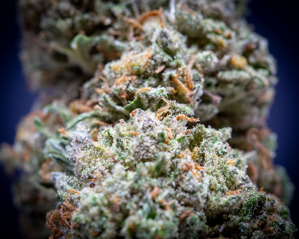 London Pound Cake Light Assist Thca Flower Bulk London Pound Cake Light Assist Thca Flower