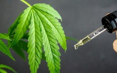 CBD Isolate: Comprehensive Guide for Wholesale Buying