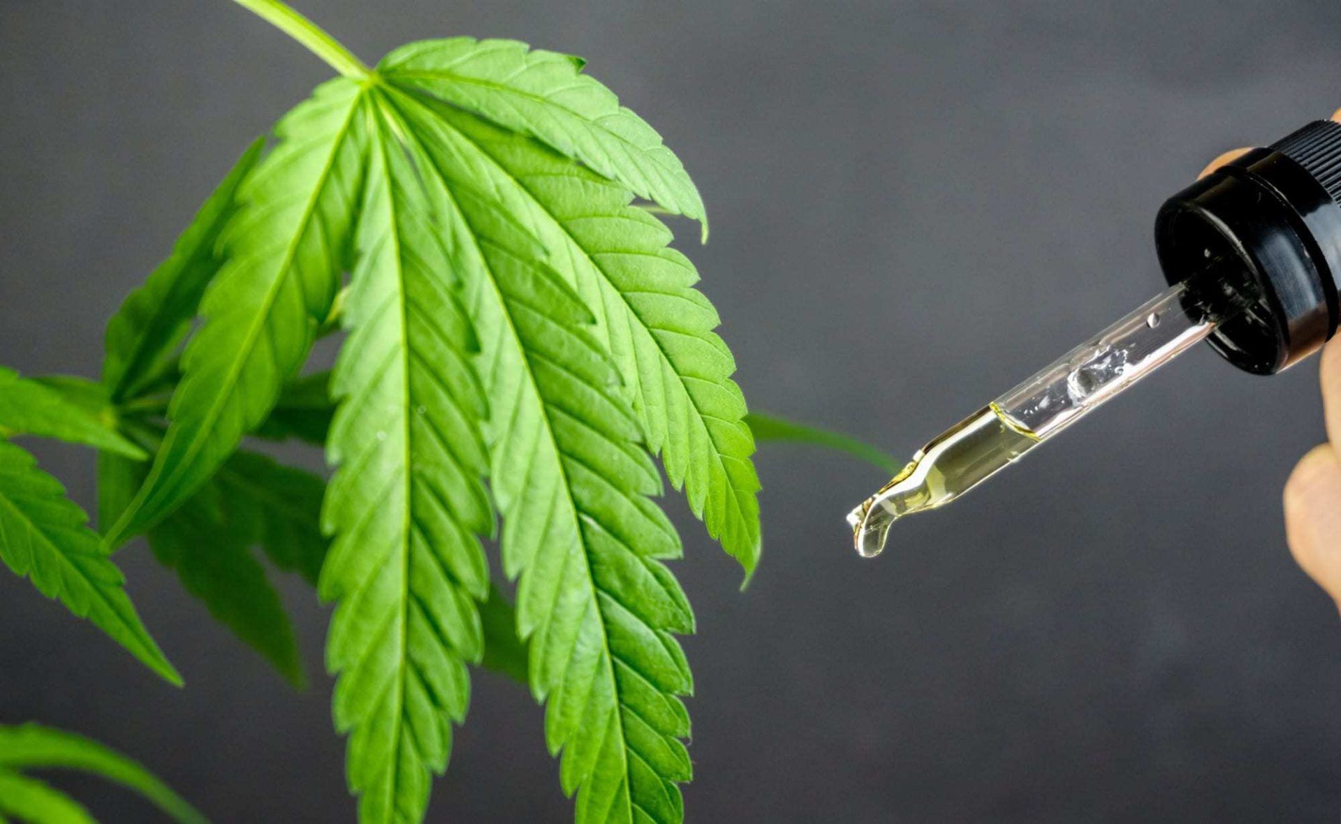 Hemp Oil with dropper And Hemp against blackboard CBD Isolate