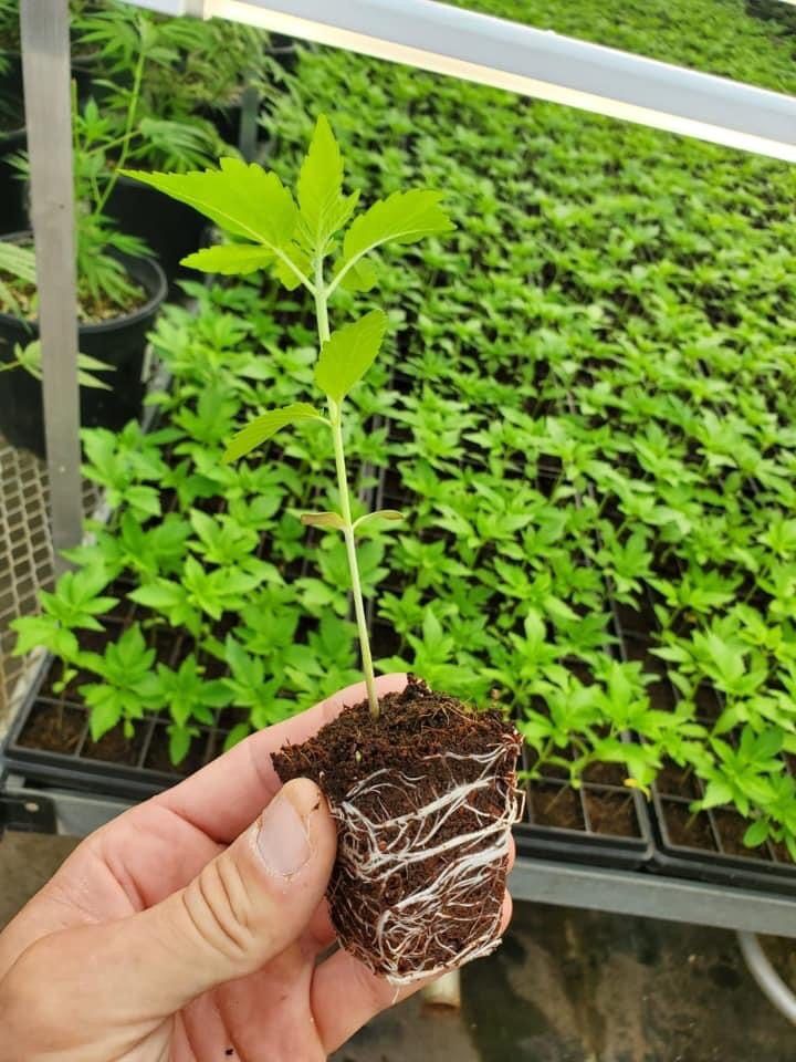 Cbd Payment Processing Cbd Payment Processing
