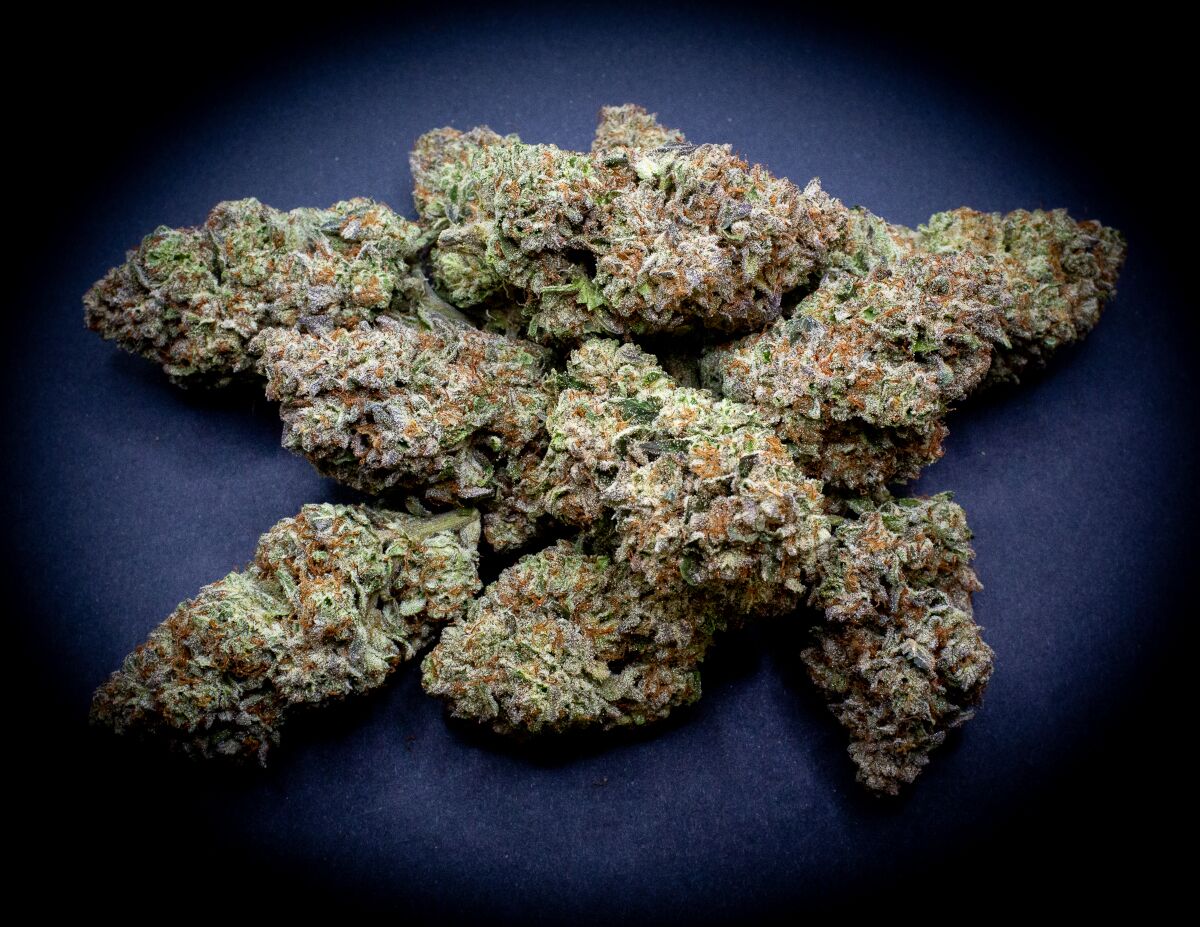 Magic Night Light Assist Thca Flower Bulk Magic Night Light Assist Thca Flower