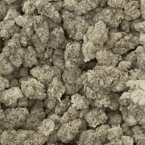 Gelato 41 Exotic THCA Flower