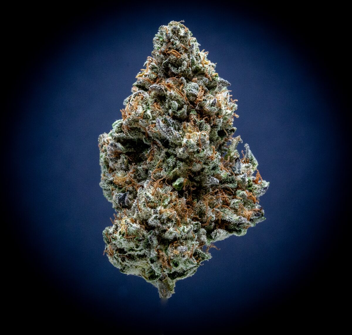 Magic Night Light Assist Thca Flower Magic Night Light Assist Thca Flower