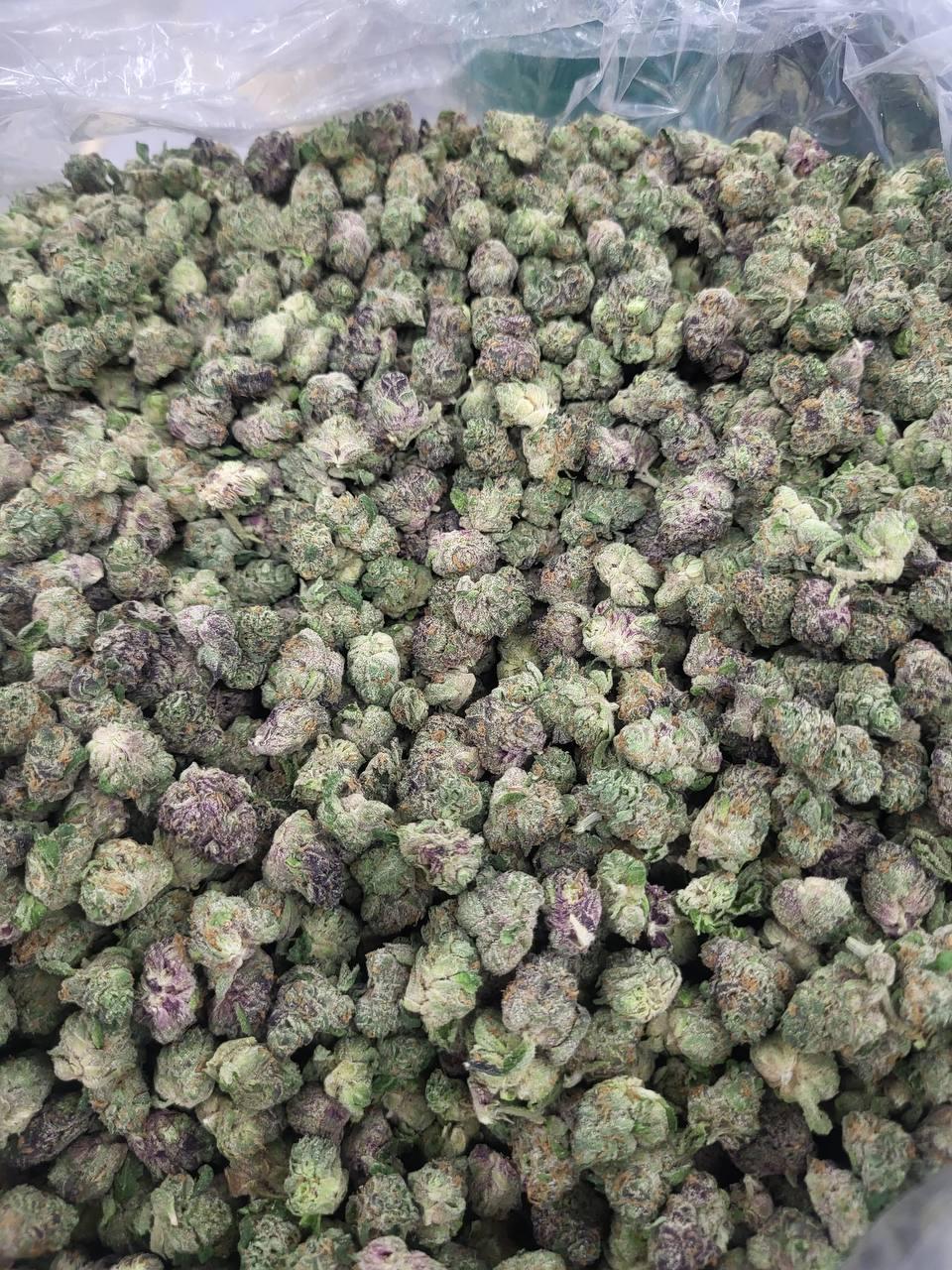 Oreo Smalls Exotic Thca Flower Oreo Smalls Zaza Thca Flower