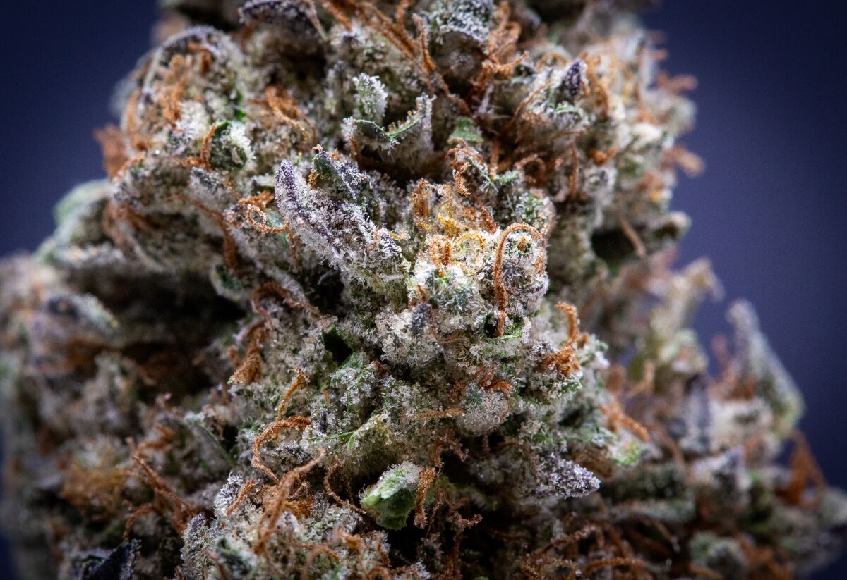 Magic Night Light Assist Thca Flower Wholesale Magic Night Light Assist Thca Flower