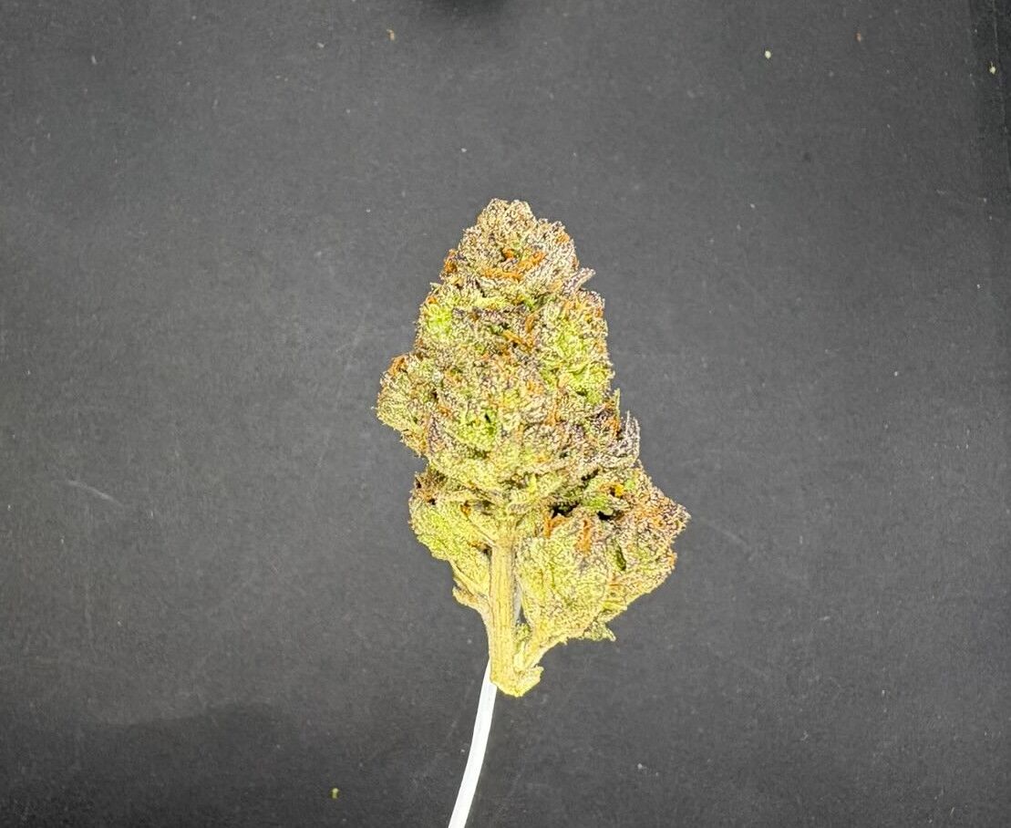 Biscotti Cream Indoor Thca Flower Biscotti Cream Indoor Thca Flower