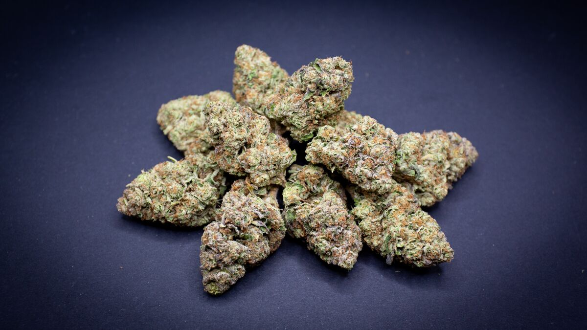 Slurty Light Assist Thca Flower Bulk Slurty Light Assist Thca Flower