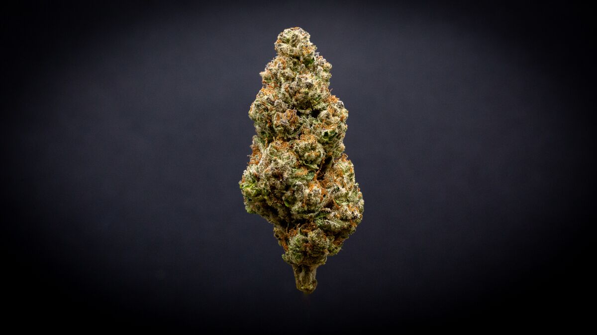 Candy Cane Light Assist Thca Flower Candy Cane Light Assist Thca Flower