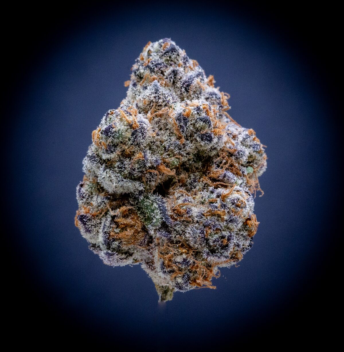 Glitter Bomb Indoor Thca Flower Glitter Bomb Indoor Thca Flower