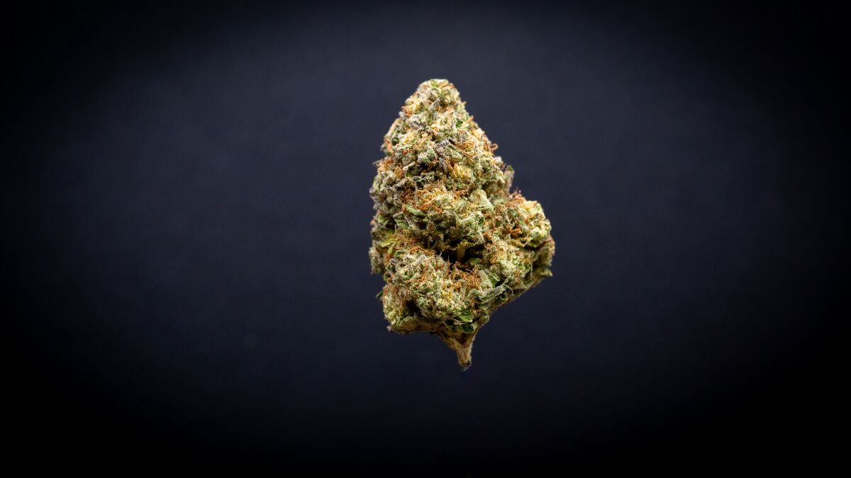 Slurty Light Assist Thca Flower Slurty Light Assist Thca Flower