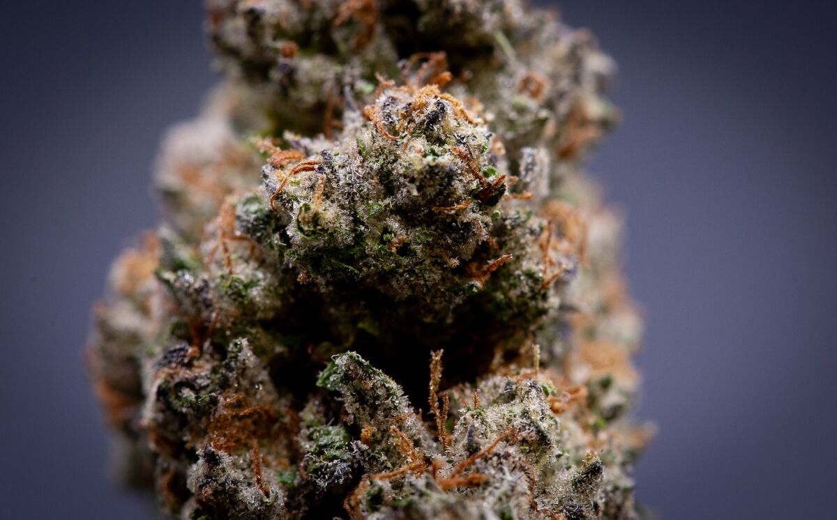 Candy Cane Light Assist Thca Flower Wholesale Candy Cane Light Assist Thca Flower