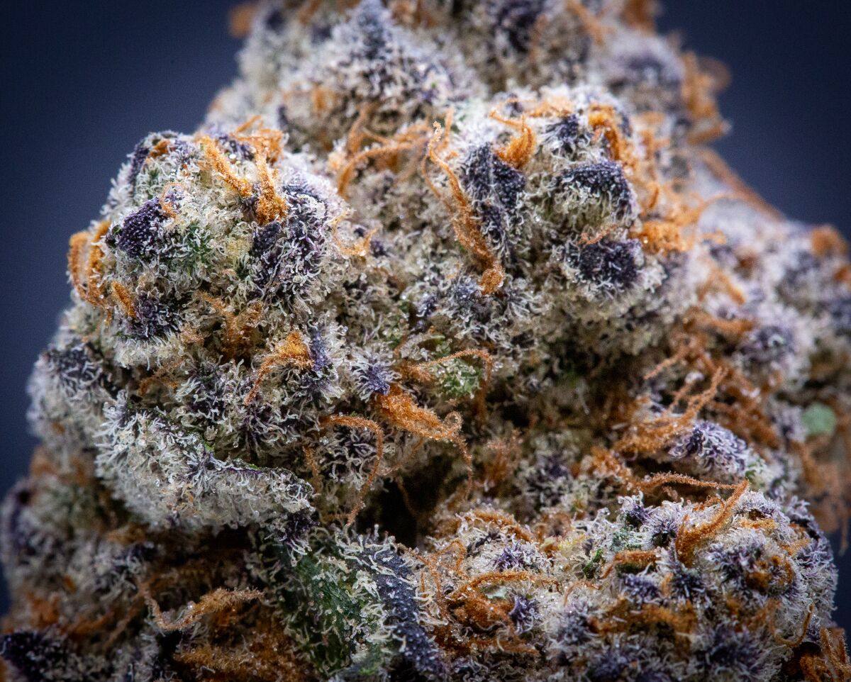 Glitter Bomb Indoor Thca Flower Wholesale Glitter Bomb Indoor Thca Flower