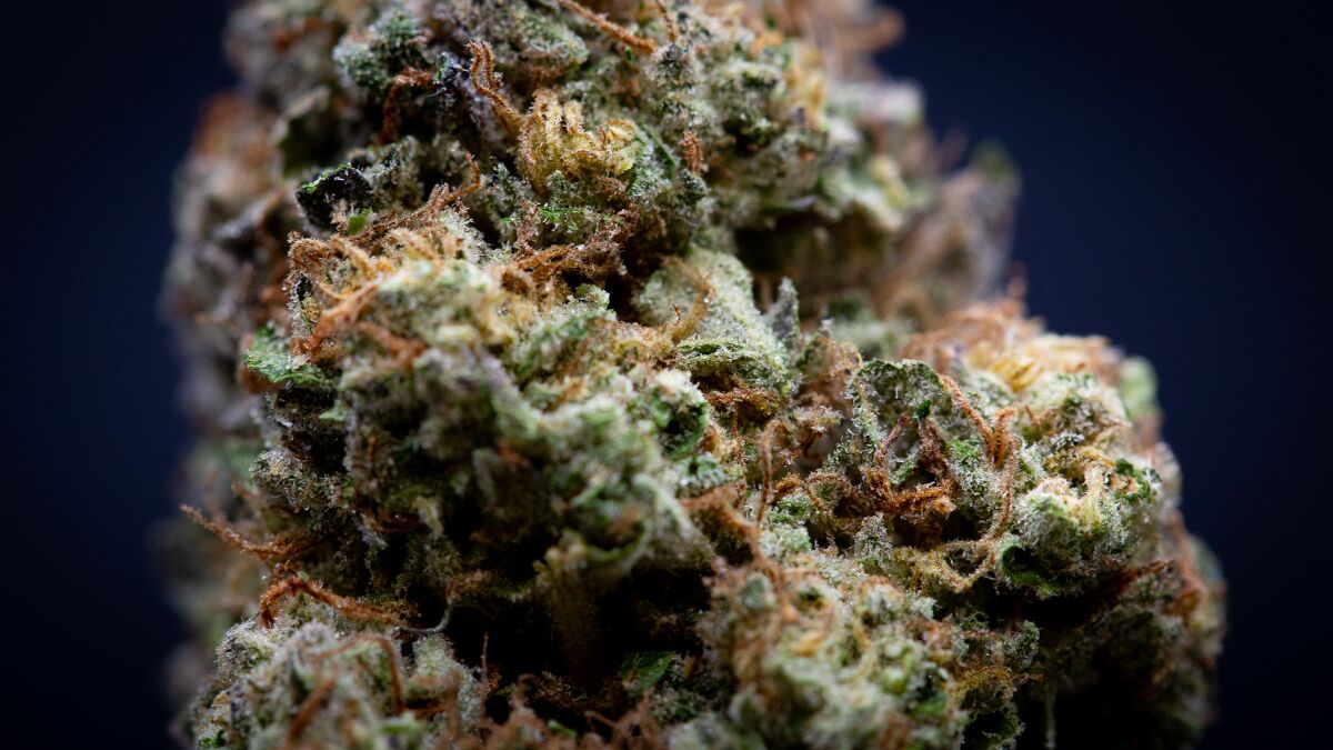 Slurty Light Assist Thca Flower Wholesale Slurty Light Assist Thca Flower