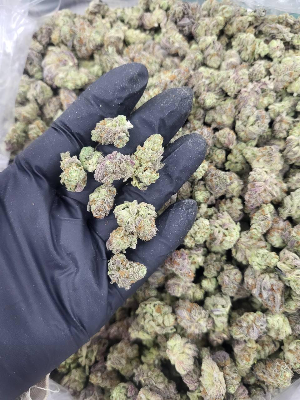 Banana Daddy Smalls Exotic Thca Flower Banana Daddy Smalls Zaza Thca Flower