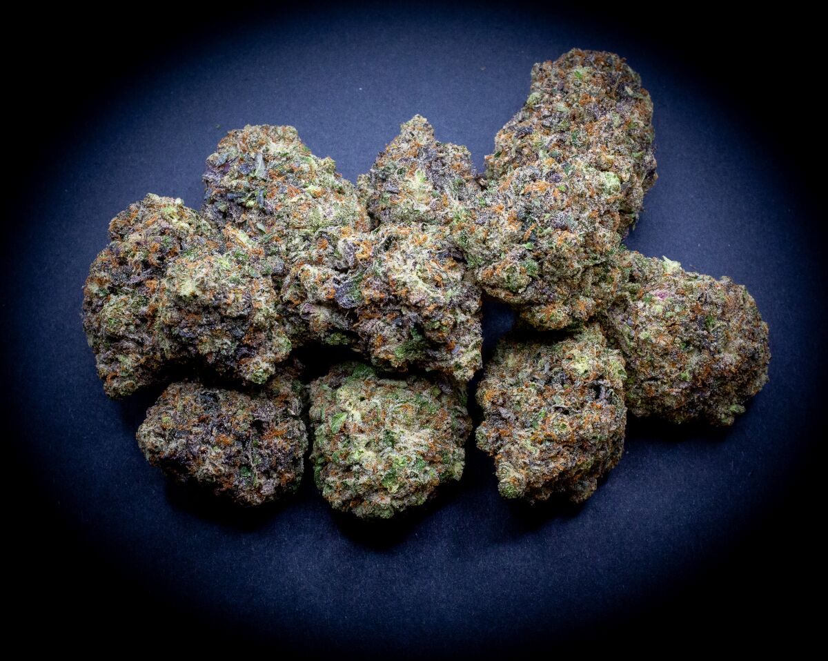 Triple Chocolate Chip Indoor Thca Flower Bulk Triple Chocolate Chip Indoor Thca Flower