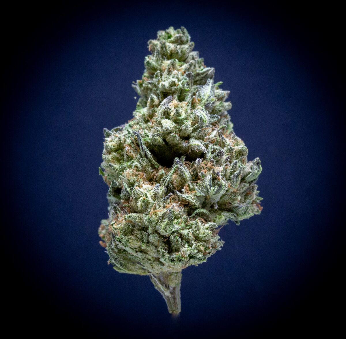 Jungle Sherb Light Assist Thca Flower Jungle Sherb Light Assist Thca Flower