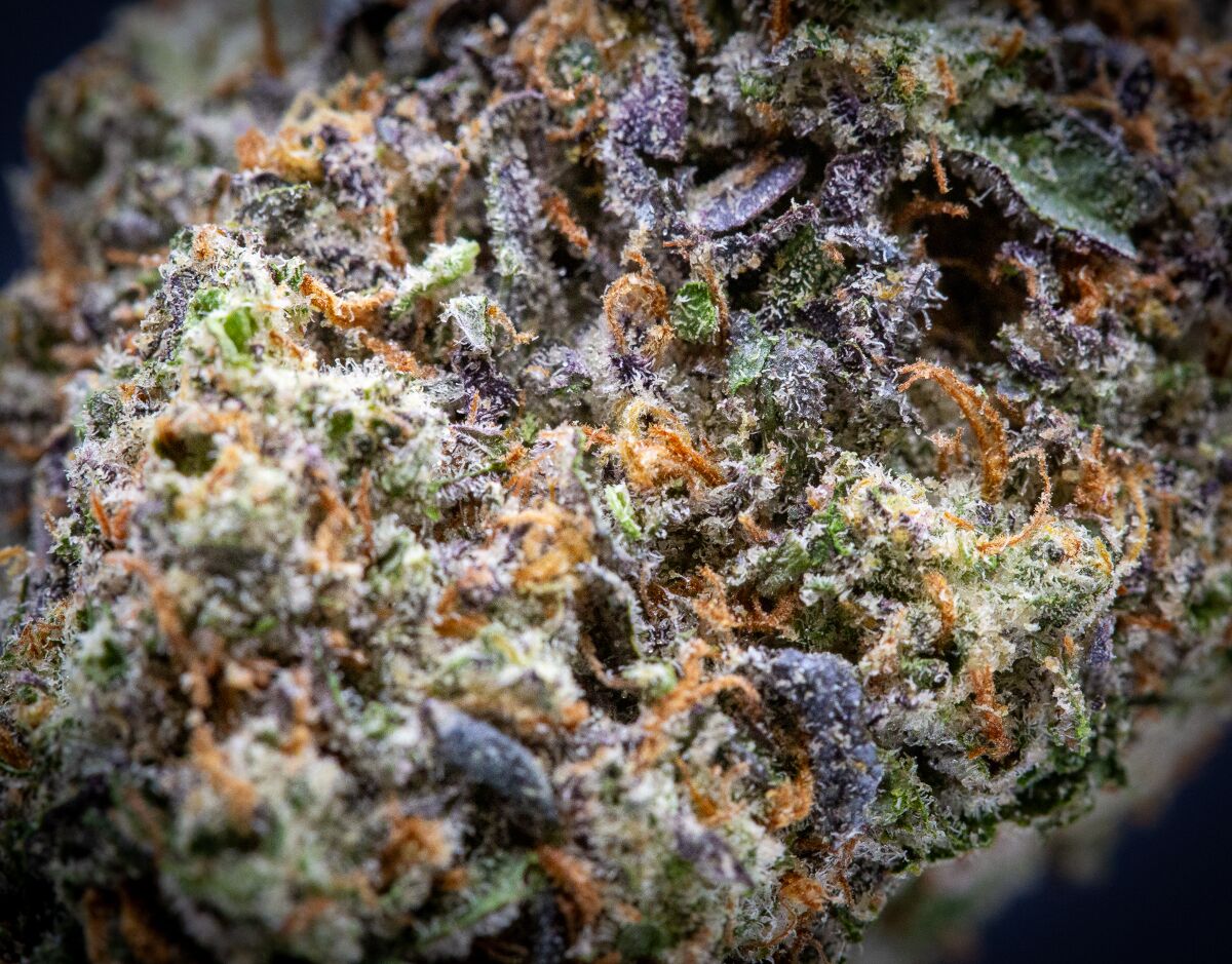 Triple Chocolate Chip Indoor Thca Flower Wholesale Triple Chocolate Chip Indoor Thca Flower