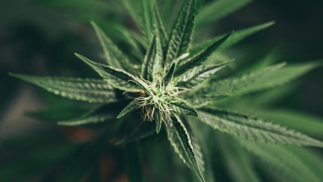 Hemp Flower Hemp Flower