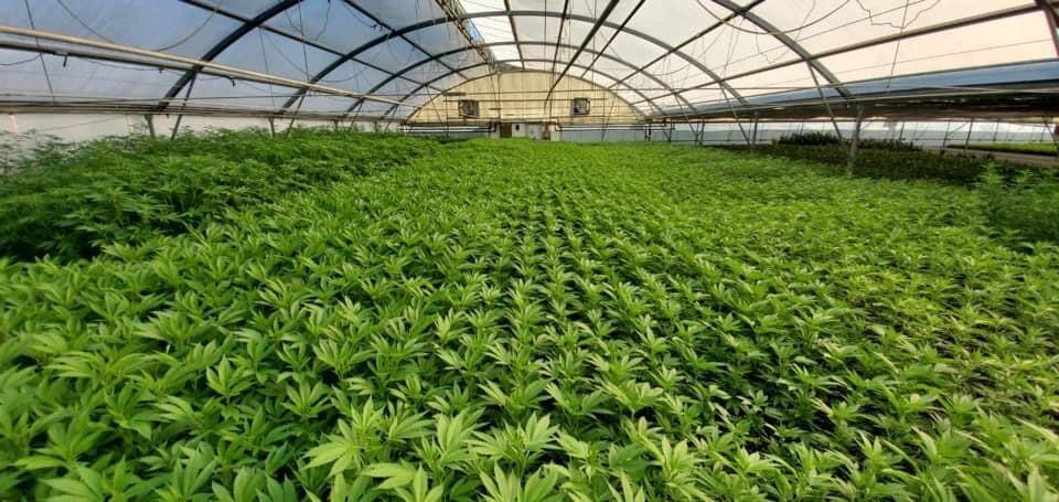 Bulk Order Feminized CBD
